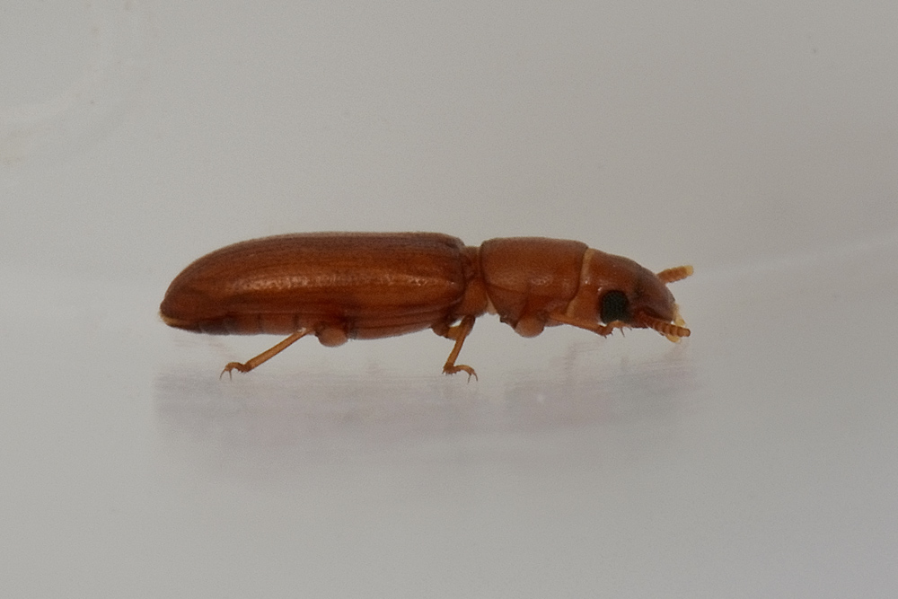 Latheticus oryzae (Tenebrionidae).